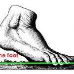 foot