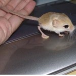 jerboa