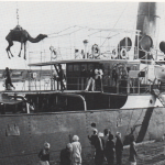 Camel on ship