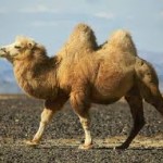 bactrian camel