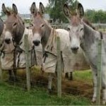 donkeys